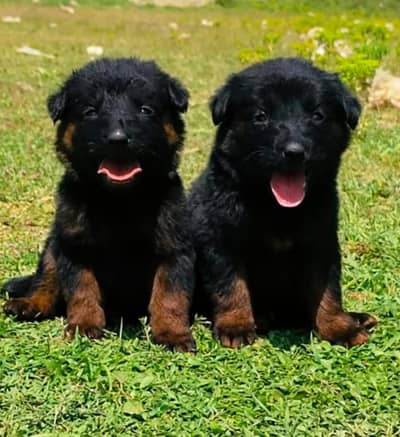 German shepherd puppies for sale / puppy / GSD pup / german sheph dog