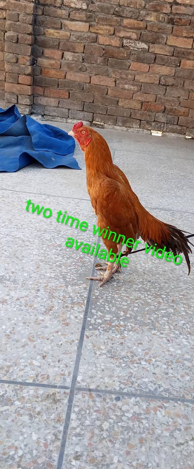 high quality pila murga