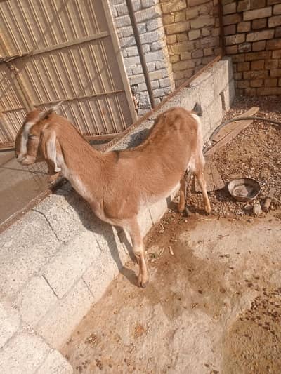 Goat with a good bread and have large amount of milk