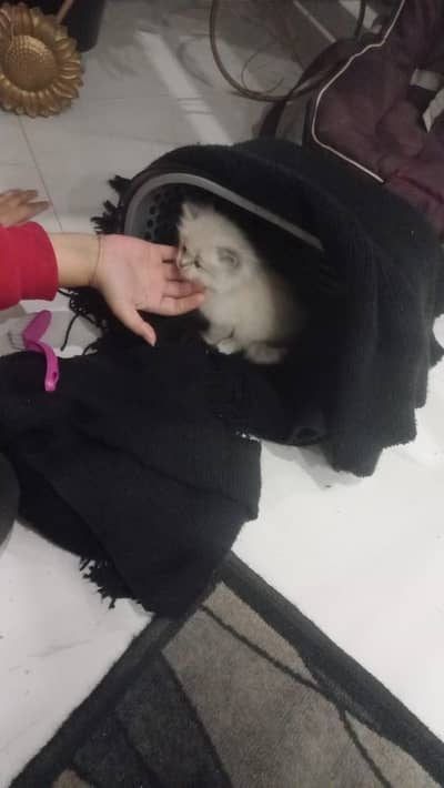 Persian kitten triple coated