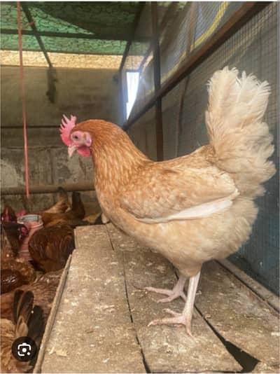 sale sale sale egg laying murghi