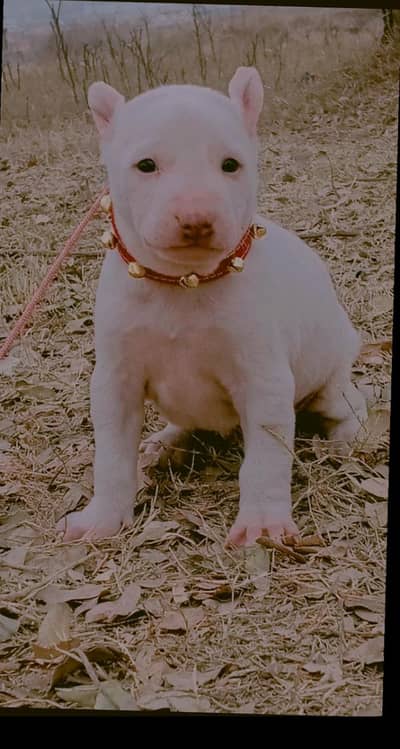 Kuhati Gultair Dog | Pink Nose | Kuhati Gultair | Dog For Sale