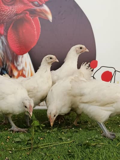 White australop heritage / chicks / hens / Aseel / murga / fancy hen