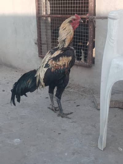 Dargon | Aseel dargon | Black dargon aseel | jawa dargon  murgha