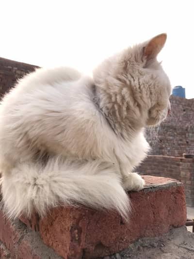 Persian Cat Double Coted For Sale