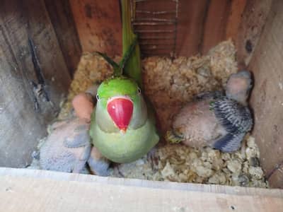 Raw parrot pair
