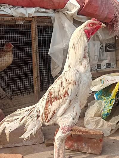 Aseel chena pair available