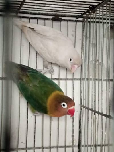 Green fisar split B2 blue pestel b1 breeder pair ha