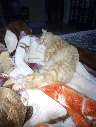 healthy trained cat friendly