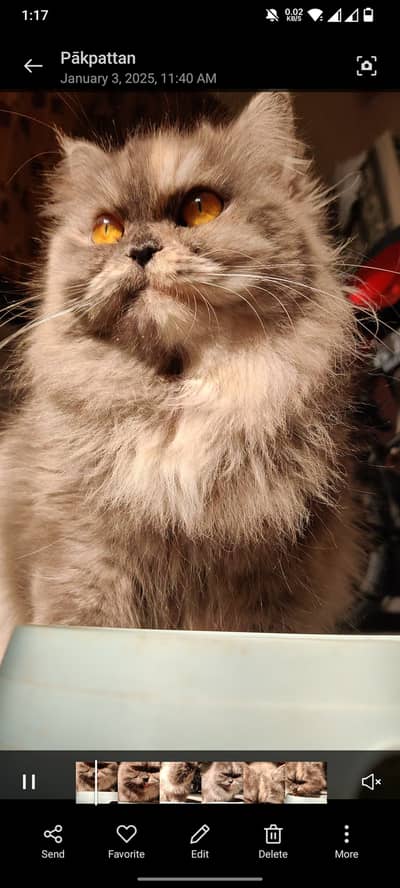 Persian Breeder pair for sale