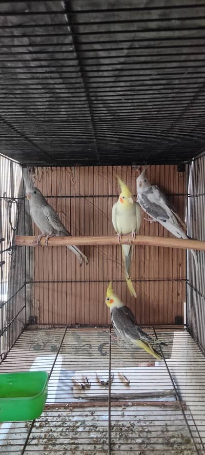 Cocktail and lutino lovebirds pair for sale
