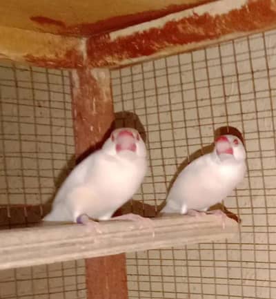 Australian & java finch