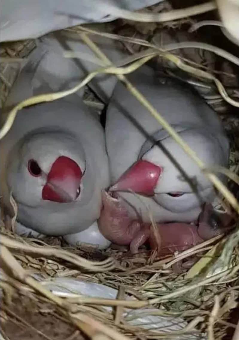 Australian & java finch 3