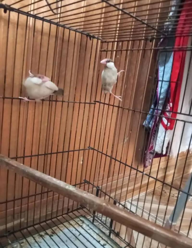 Australian & java finch 4