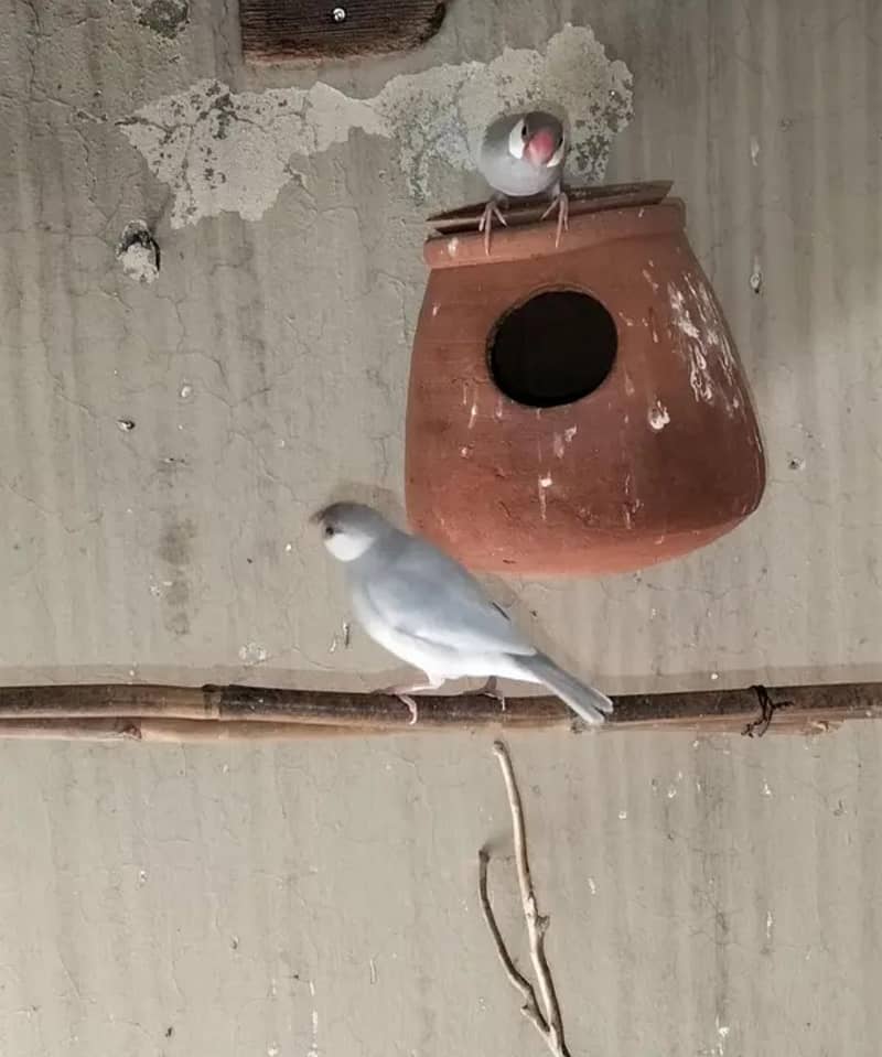 Australian & java finch 6