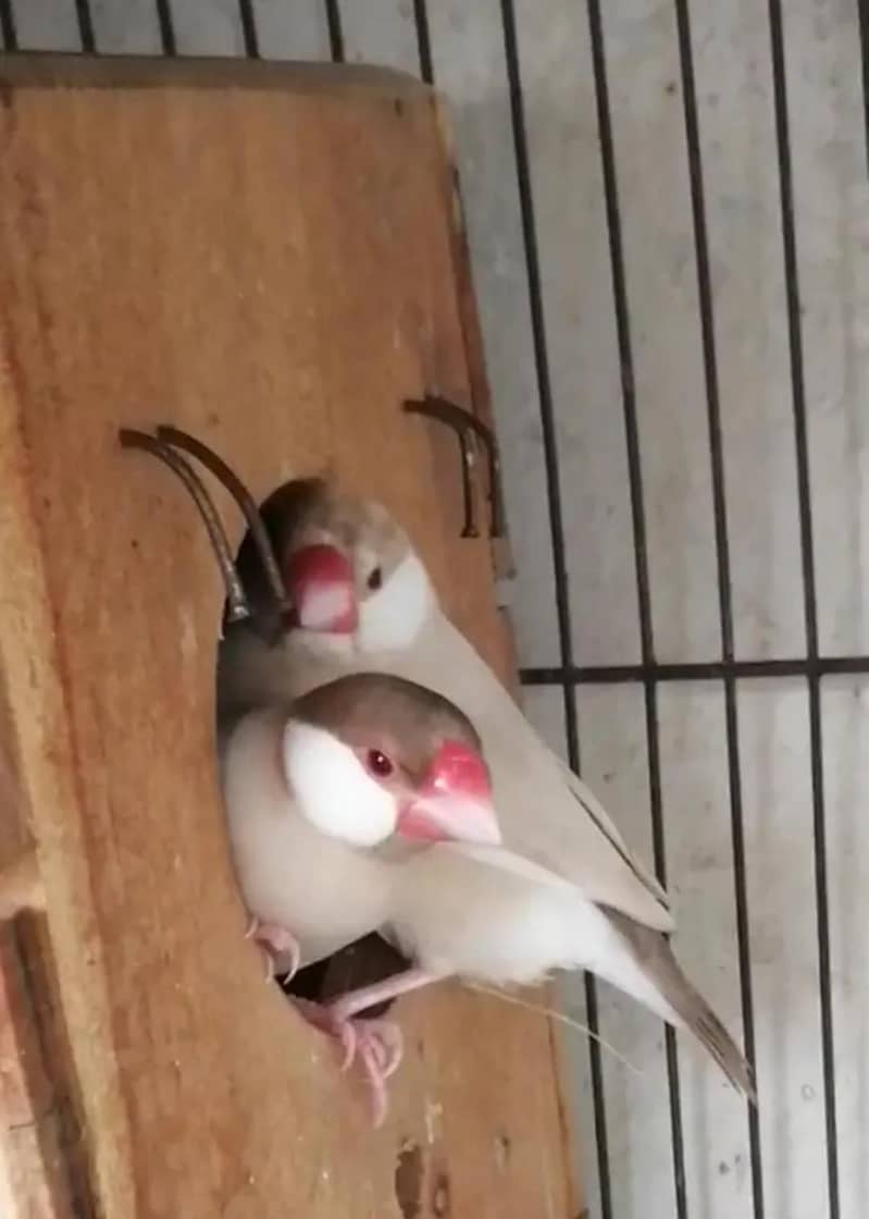 Australian & java finch 7