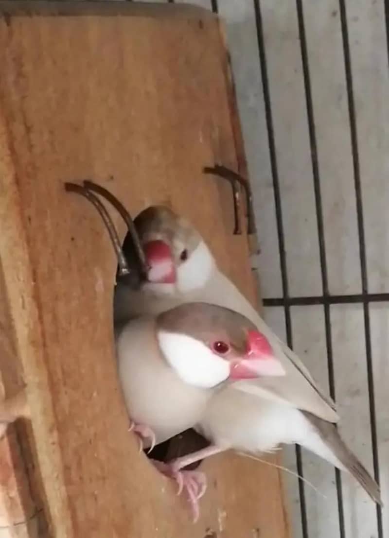 Australian & java finch 8