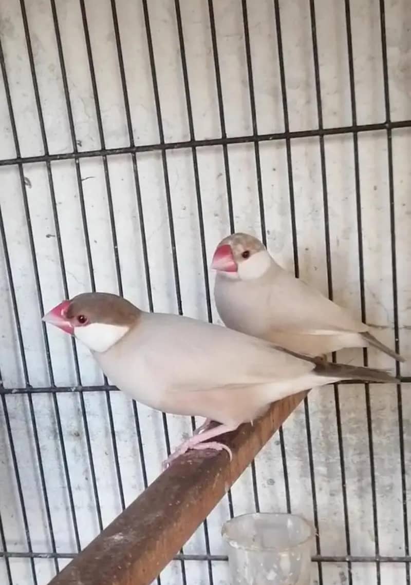 Australian & java finch 9