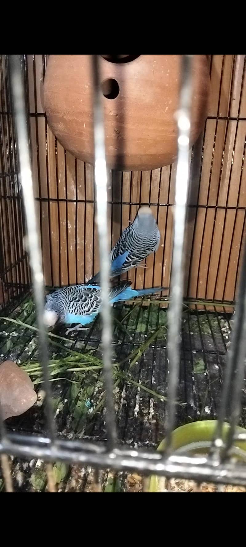 Australian & java finch 10