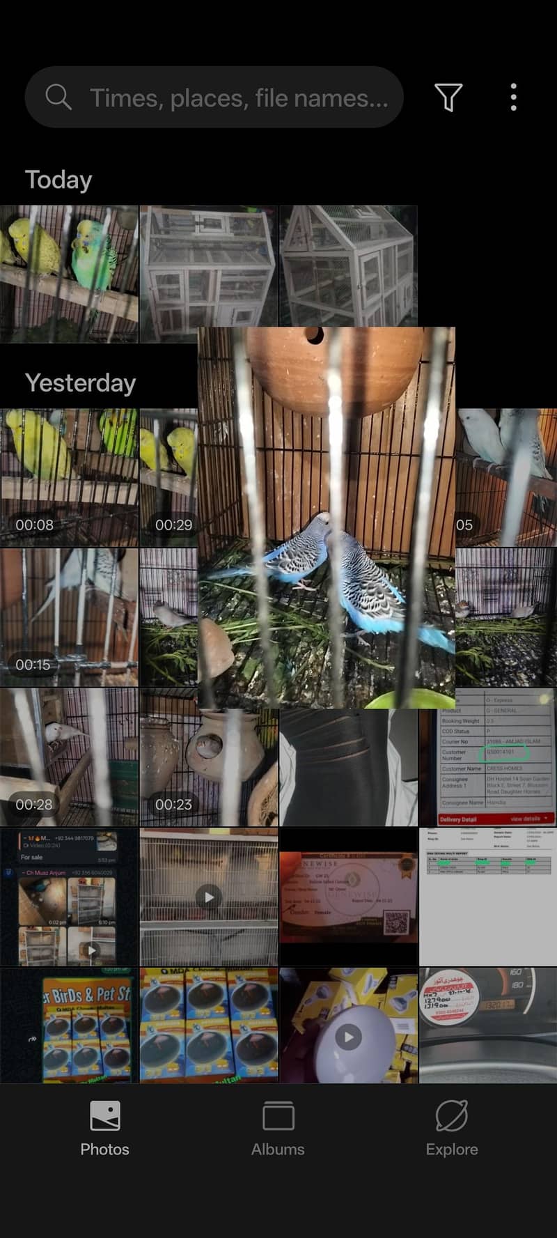 Australian & java finch 12