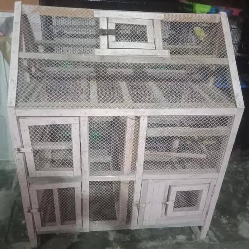 Australian & java finch 14