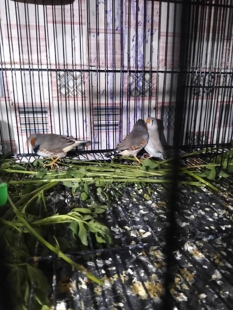 Australian & java finch 15