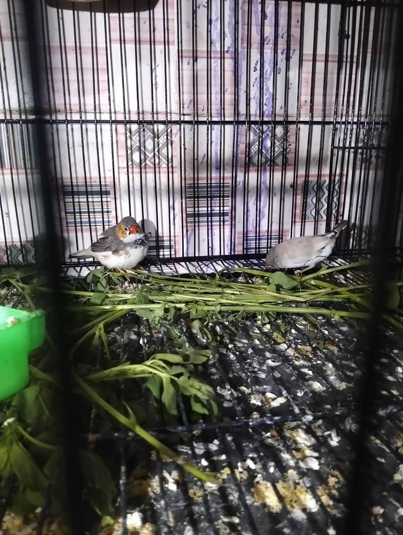 Australian & java finch 16