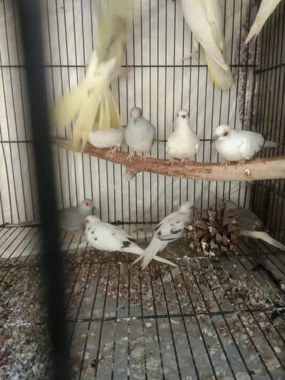 dimond dove breeder pairs