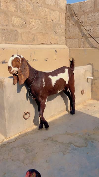 Beetal faisalabadi female