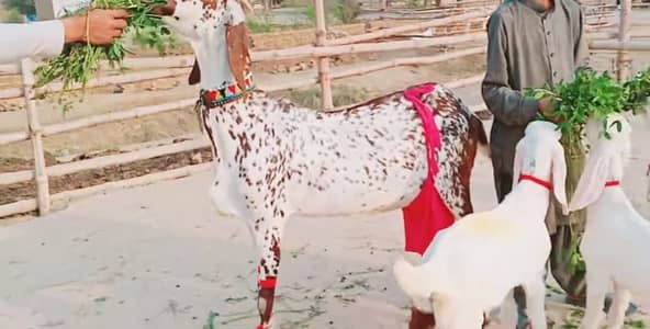 3 Bacchon Ka Sath Desi Bakri For Sale+-03460421993