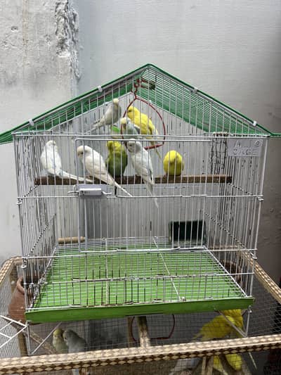 AoA budgies parrot available 400 pr peace