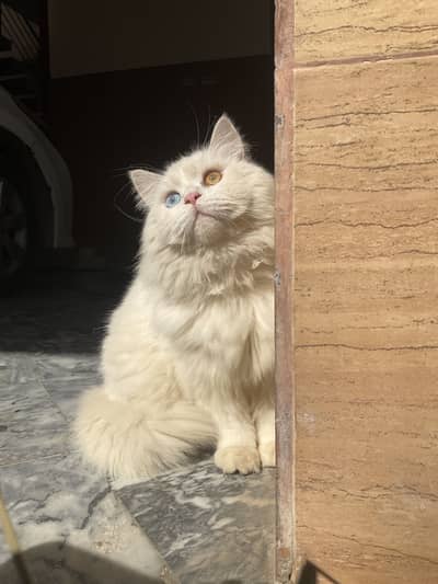 Turkish angora cat