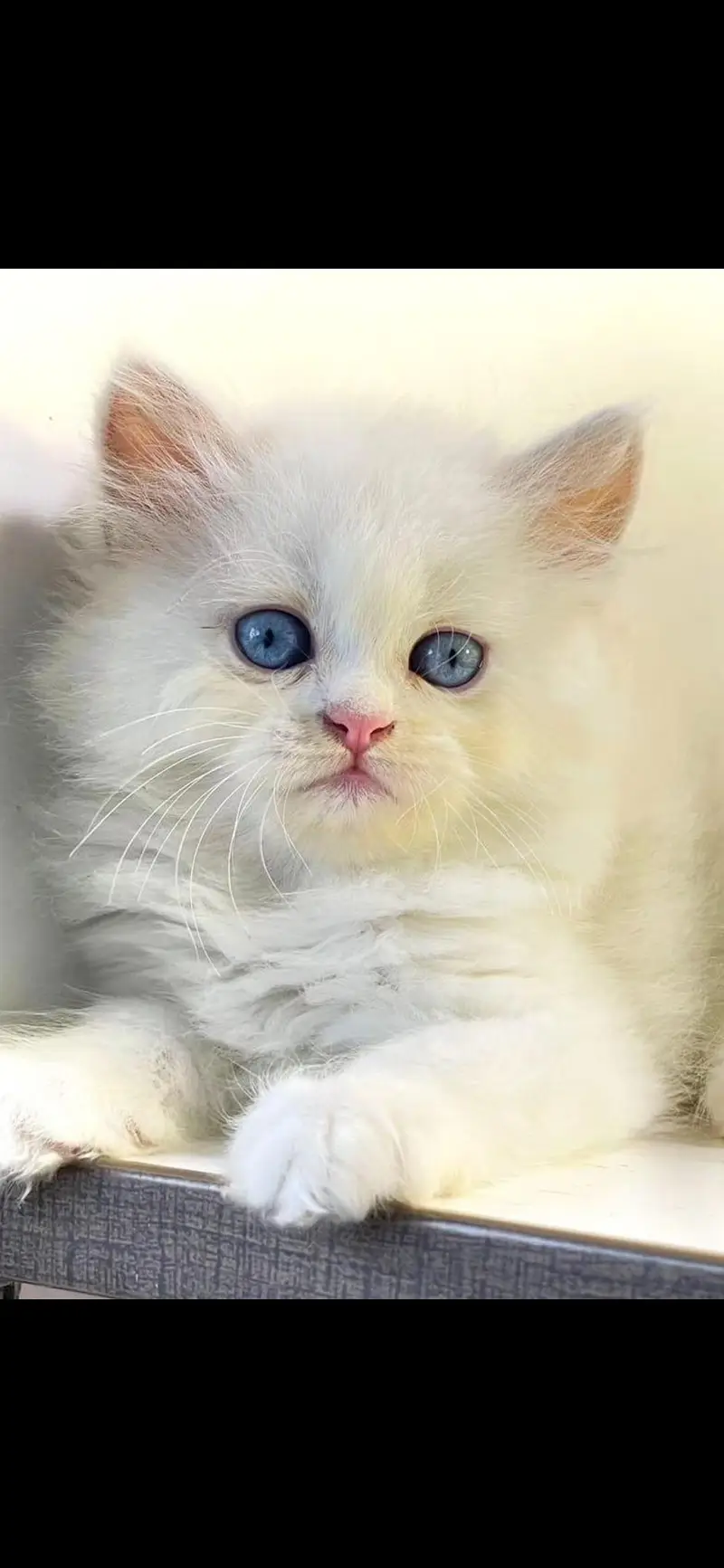 Adorable furr ball kitten's looking for new home Cod avb in rwp/isb — photo 2