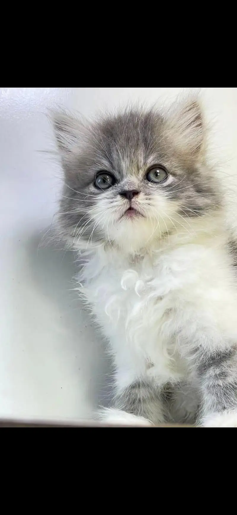 Adorable furr ball kitten's looking for new home Cod avb in rwp/isb — photo 4
