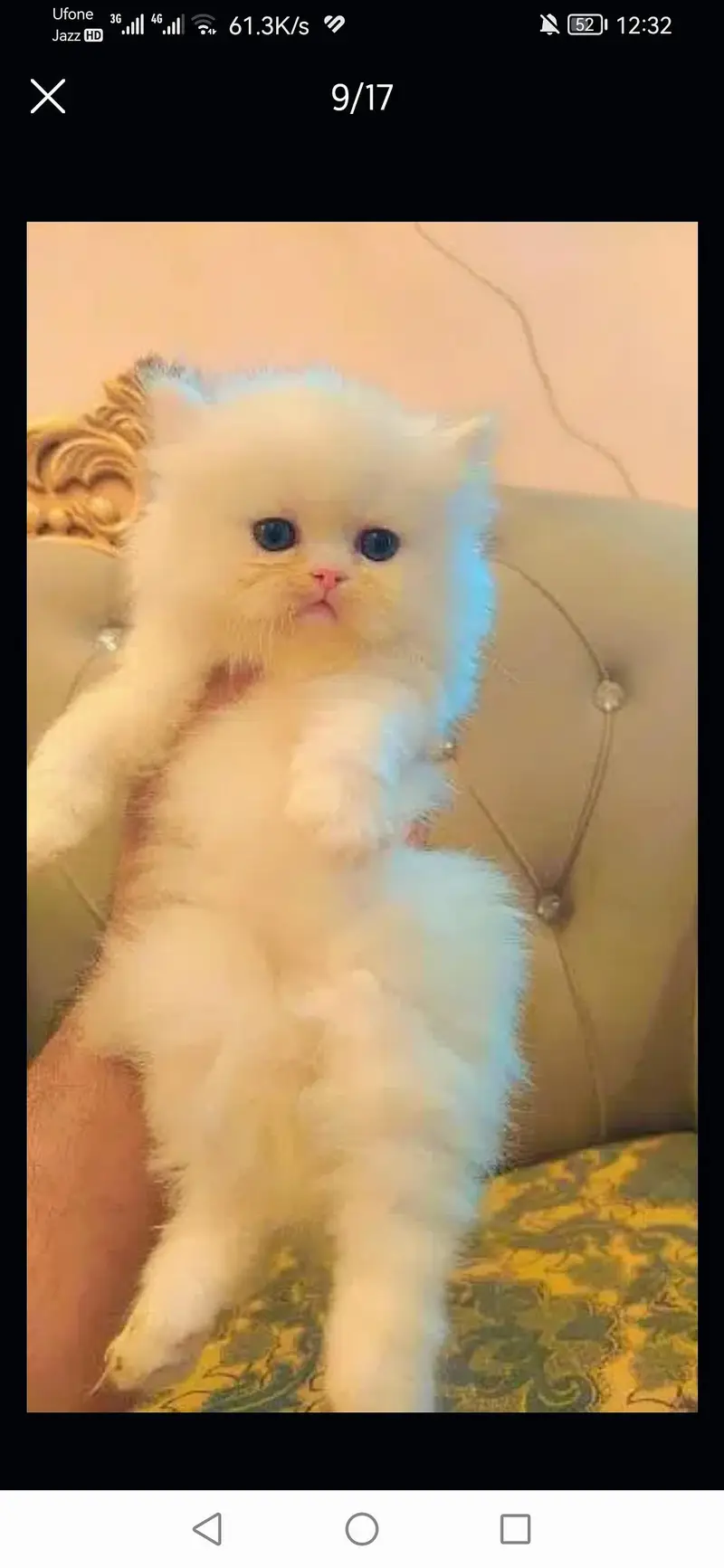 Adorable furr ball kitten's looking for new home Cod avb in rwp/isb — photo 8