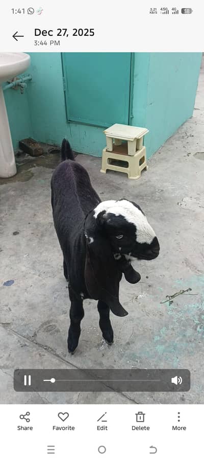 black betal 3 months ,brown Nagra 1,5 months kia male hai 4sale