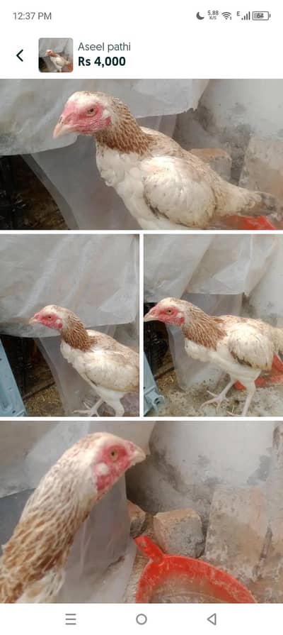 Aseel white nok nalii