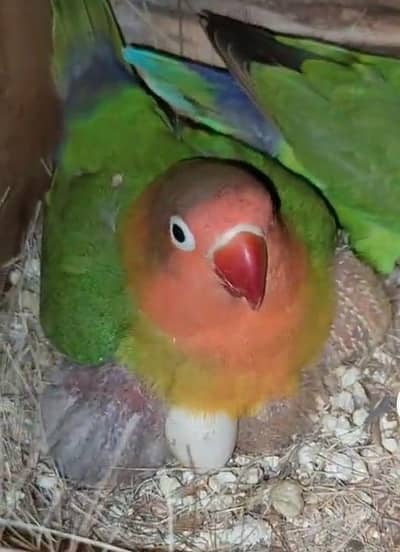 Love bird Breedr pair for sale 100 % Breedr