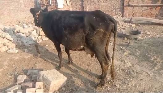 Urgent sale for cow