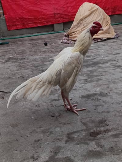 Aseel herra shamo cross for sale high quality wtsp 03234687019