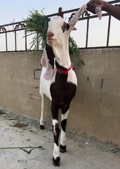 white Black goat  13months