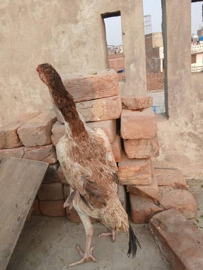 shamo cross  female ando k liye tiyar hai  . . .