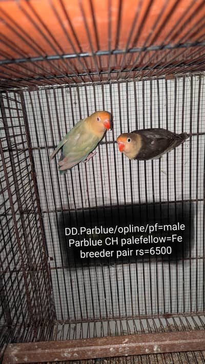 lovebird ino/  palefallow/pf  java / pied dove