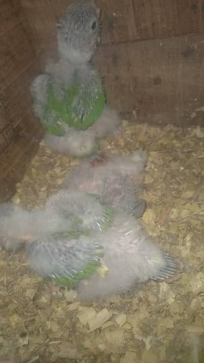 green chicks Conor yellow sider chicks