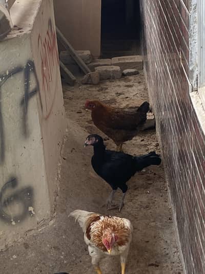 Black Aseel hen and yellow Golden Hen for sale