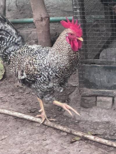 دیسی پٹھا برائے فروخت