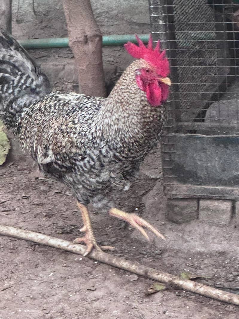 دیسی پٹھا برائے فروخت 0