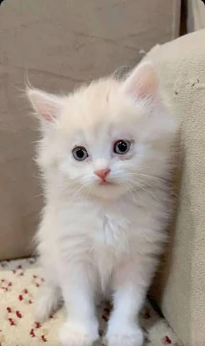 persian kittens
