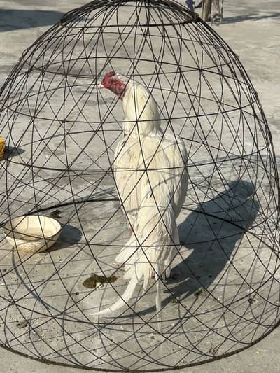 Aseel white murga for sale