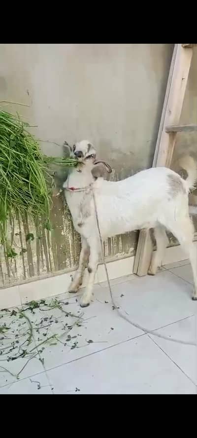 Teddy, Tapra Fro Qurbani